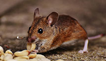 24-hour-pest-control Experts in Jackson Twp